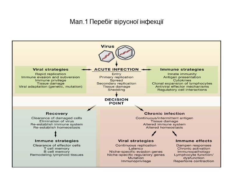 Мал.1 Перебіг вірусної інфекції